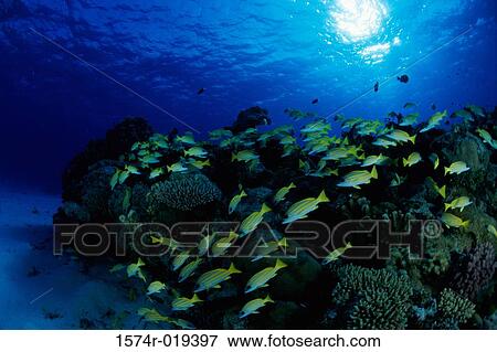 School of fish swimming underwater View Large Photo Image Stock Photo - School of fish swimming underwater. Fotosearch