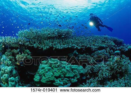 Scuba diver looking at a fish with the help of a flashlight View Large Photo Image Stock Image - Scuba diver looking at a fish with the help of a flashlight. Fotosearch