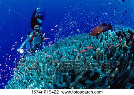 Scuba diver swimming near a coral reef View Large Photo Image Stock Image - Scuba diver swimming near a coral reef. Fotosearch