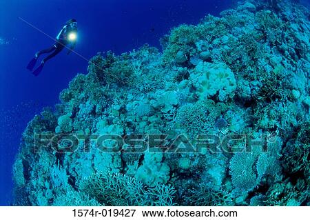 Scuba diver swimming near a coral reef View Large Photo Image Stock Photo - Scuba diver swimming near a coral reef. Fotosearch