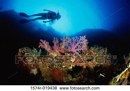 Scuba diver swimming near a coral reef View Large Photo Image Stock Photo - Scuba diver swimming near a coral reef. Fotosearch
