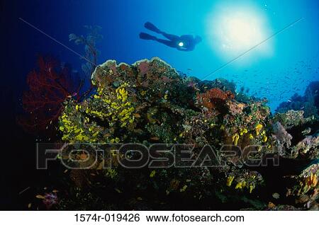 Scuba diver swimming near a coral reef View Large Photo Image Stock Photograph - Scuba diver swimming near a coral reef. Fotosearch