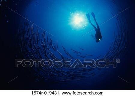 Scuba diver swimming near a school of fish View Large Photo Image Stock Image - Scuba diver swimming near a school of fish. Fotosearch