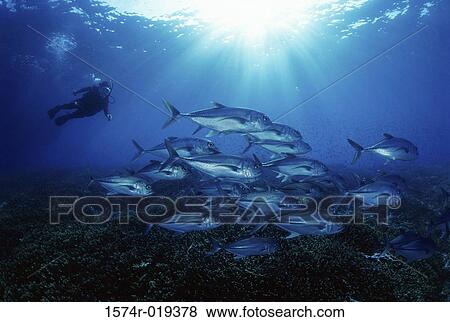 Scuba diver swimming near a school of fish underwater View Large Photo Image Stock Photo - Scuba diver swimming near a school of fish underwater. Fotosearch