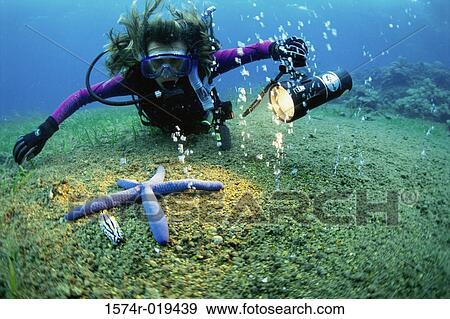 Scuba diver swimming near a starfish View Large Photo Image Stock Photo - Scuba diver swimming near a starfish. Fotosearch