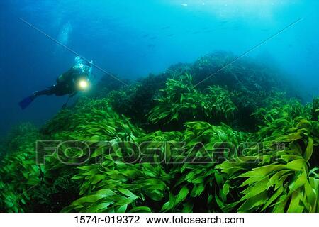 Scuba diver swimming underwater View Large Photo Image Stock Image - Scuba diver swimming underwater. Fotosearch