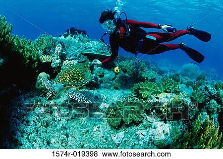 Scuba diver swimming underwater View Large Photo Image Stock Photo - Scuba diver swimming underwater. Fotosearch