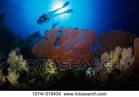 Scuba diver underwater View Large Photo Image Picture - Scuba diver underwater. Fotosearch