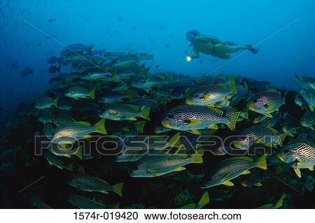 Scuba diver underwater View Large Photo Image Stock Image - Scuba diver underwater. Fotosearch