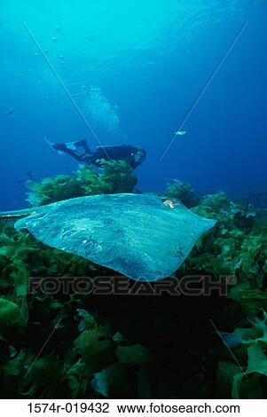 Scuba diver underwater View Large Photo Image Stock Image - Scuba diver underwater. Fotosearch
