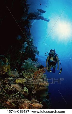 Scuba diver underwater View Large Photo Image Stock Photo - Scuba diver underwater. Fotosearch