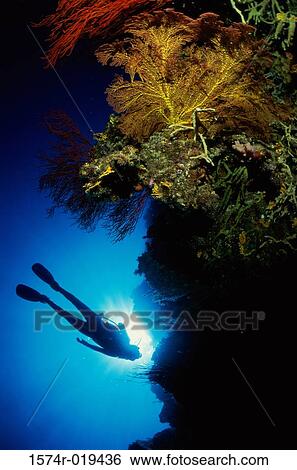Scuba diver underwater View Large Photo Image Stock Photograph - Scuba diver underwater. Fotosearch