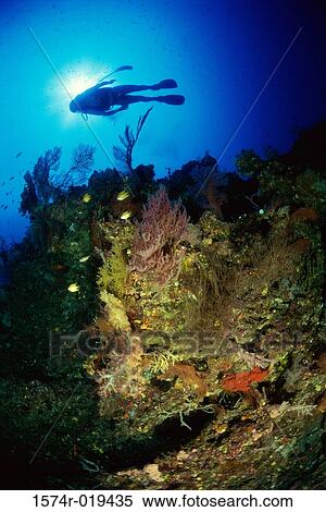 Scuba diver underwater View Large Photo Image Stock Photography - Scuba diver underwater. Fotosearch
