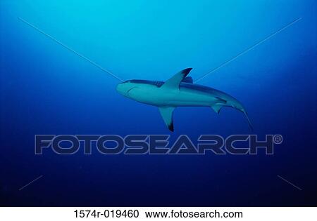 Shark View Large Photo Image Stock Image - Shark. Fotosearch