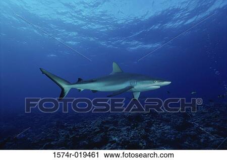 Shark View Large Photo Image Stock Image - Shark. Fotosearch
