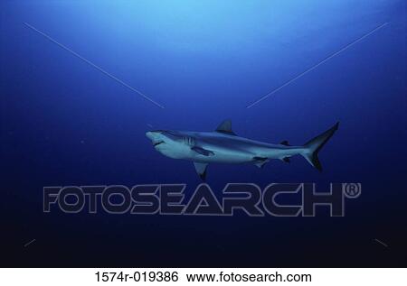 Shark View Large Photo Image Stock Photograph - Shark. Fotosearch