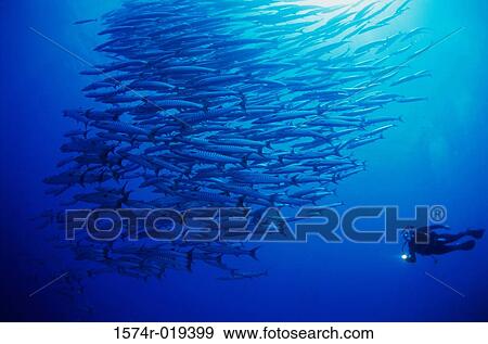 Silhouette of a scuba diver swimming near a school of fish underwater View Large Photo Image Stock Photo - Silhouette of a scuba diver swimming near a school of fish underwater. Fotosearch