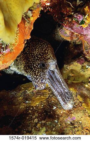 Spotted Moray View Large Photo Image Stock Photography - Spotted Moray. Fotosearch