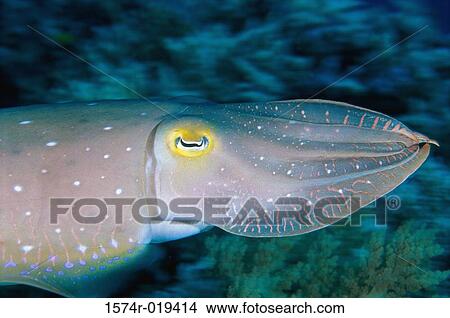 Squid View Large Photo Image Picture - Squid. Fotosearch