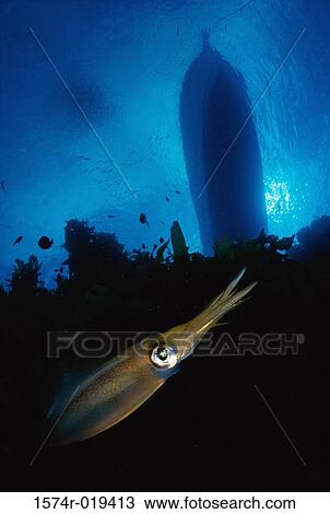Squid View Large Photo Image Stock Image - Squid. Fotosearch