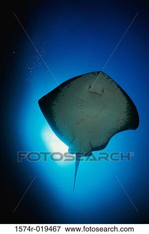 Stingray View Large Photo Image Stock Photo - Stingray. Fotosearch