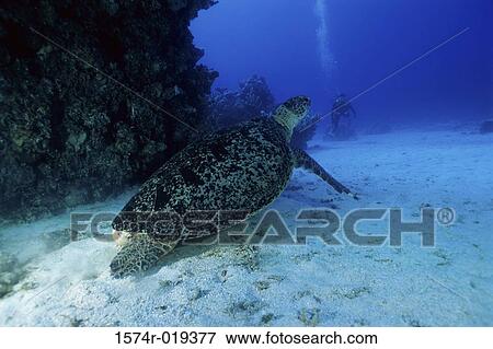 Stock Photo - Turtle swimming underwater. Fotosearch