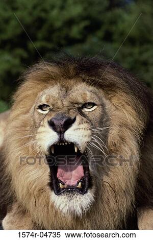 特寫鏡頭 的 An 非洲獅子 咆哮 Panthera Leo 攝影圖庫 1574r Fotosearch