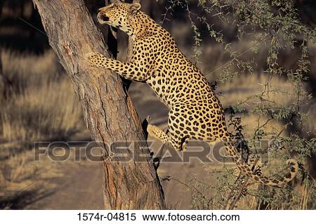 African Leopard climbing a tree (Panthera pardus) View Large Photo Image Stock Photography - African Leopard climbing a tree (Panthera pardus). Fotosearch