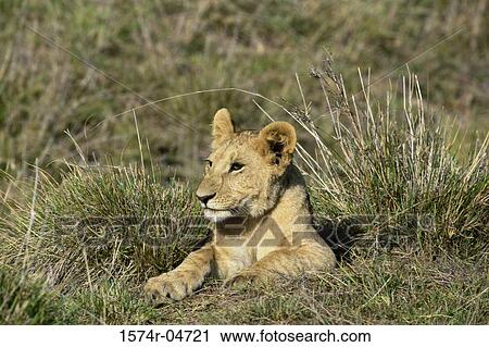 African lion cub lying in a field (Panthera leo) View Large Photo Image Stock Image - African lion cub lying in a field (Panthera leo). Fotosearch