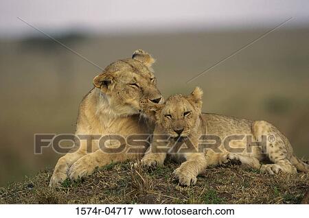 African lion licking its cub (Panthera leo) View Large Photo Image Stock Photo - African lion licking its cub (Panthera leo). Fotosearch