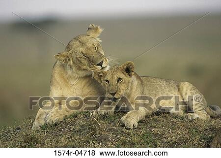African lion licking its cub (Panthera leo) View Large Photo Image Stock Photo - African lion licking its cub (Panthera leo). Fotosearch
