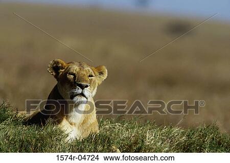 African lion lying in a field (Panthera leo) View Large Photo Image Picture - African lion lying in a field (Panthera leo). Fotosearch