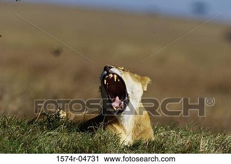 African lion lying in a field (Panthera leo) View Large Photo Image Stock Image - African lion lying in a field (Panthera leo). Fotosearch