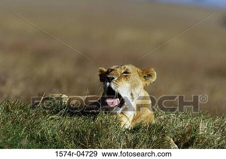 African lion lying in a field (Panthera leo) View Large Photo Image Stock Photo - African lion lying in a field (Panthera leo). Fotosearch