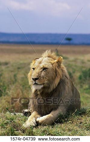 African lion lying in a field (Panthera leo) View Large Photo Image Stock Photo - African lion lying in a field (Panthera leo). Fotosearch