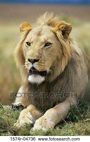 Stock Photograph - African lion lying in a field (Panthera leo). Fotosearch