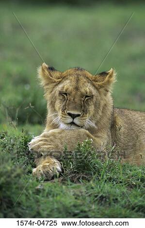 African lion lying in a field (Panthera leo) View Large Photo Image Stock Photography - African lion lying in a field (Panthera leo). Fotosearch
