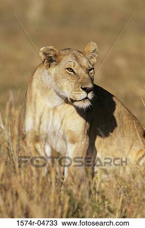 African lion sitting in a field (Panthera leo) View Large Photo Image Stock Image - African lion sitting in a field (Panthera leo). Fotosearch
