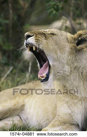 African lion yawning (Panthera leo) View Large Photo Image Stock Image - African lion yawning (Panthera leo). Fotosearch