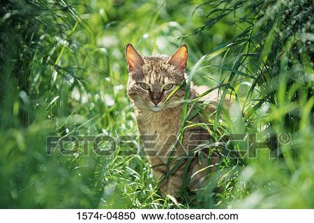 Arabian Wildcat in the jungle (Felis Silvestris Lybica) View Large Photo Image Stock Image - Arabian Wildcat in the jungle (Felis Silvestris Lybica). Fotosearch