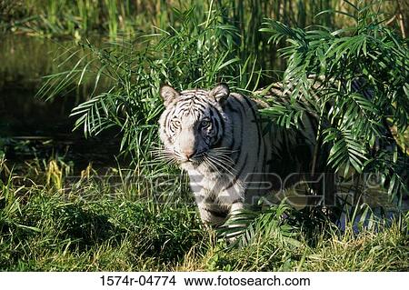 Bengal Tiger in the forest (Panthera tigris) View Large Photo Image Picture - Bengal Tiger in the forest (Panthera tigris). Fotosearch