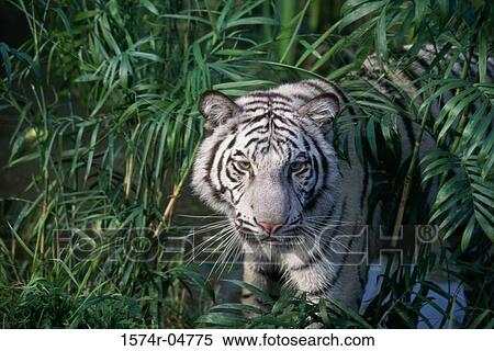 Bengal Tiger in the forest (Panthera tigris) View Large Photo Image Stock Photography - Bengal Tiger in the forest (Panthera tigris). Fotosearch