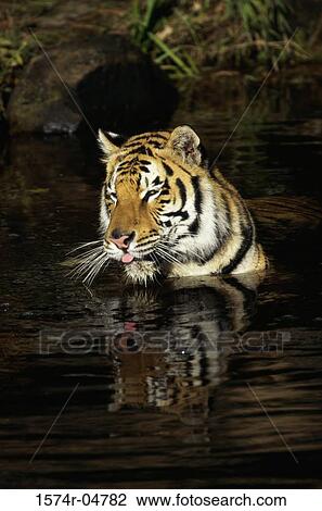 Stock Image - Bengal Tiger in water (Panthera tigris). Fotosearch