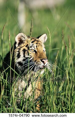 Bengal Tiger standing in grass (Panthera tigris) View Large Photo Image Stock Image - Bengal Tiger standing in grass (Panthera tigris). Fotosearch