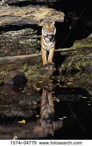Bengal Tiger standing in water (Panthera tigris) View Large Photo Image Stock Photo - Bengal Tiger standing in water (Panthera tigris). Fotosearch