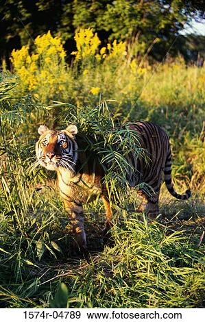 Stock Photo - Bengal Tiger walking in the forest (Panthera tigris). Fotosearch