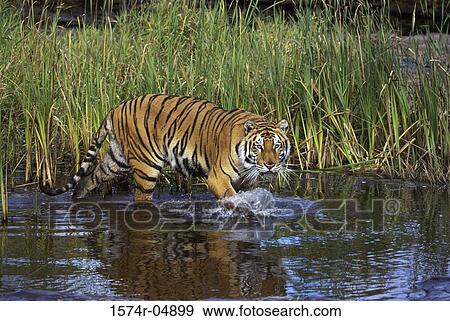 Bengal Tiger walking in the snow (Panthera tigris) View Large Photo Image Stock Photo - Bengal Tiger walking in the snow (Panthera tigris). Fotosearch