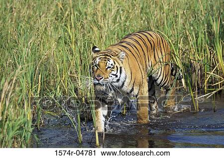 Bengal Tiger walking in water (Panthera tigris) View Large Photo Image Stock Image - Bengal Tiger walking in water (Panthera tigris). Fotosearch