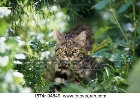Black-footed Cat in the forest (Felis nigripes) View Large Photo Image Stock Photo - Black-footed Cat in the forest (Felis nigripes). Fotosearch