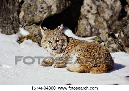 Bobcat lying in the snow (Lynx Rufus) View Large Photo Image Stock Image - Bobcat lying in the snow (Lynx Rufus). Fotosearch